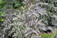 rotblättriger Säulen