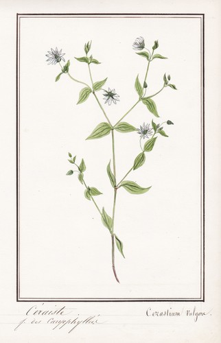 Quellen hornkraut starweed - quellen-hornkraut,