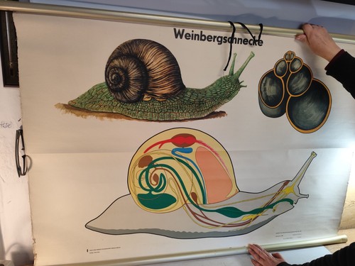 Rollkarte weinbergschnecke - rollkarte,