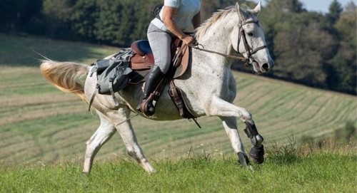 Continental equiflex - continental,