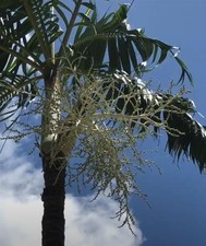 10x Veitchia arecina