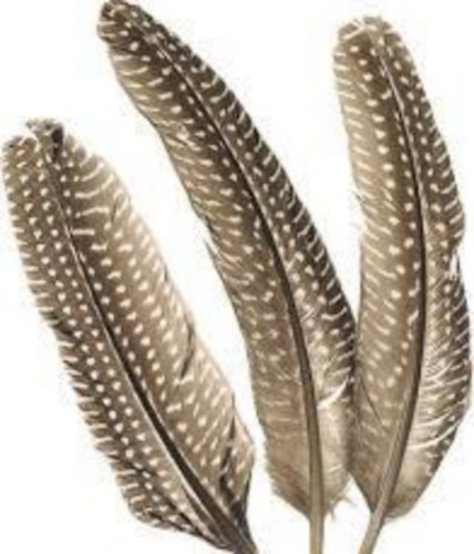 Perlhühner perlhuhn federn - perlhuhn,