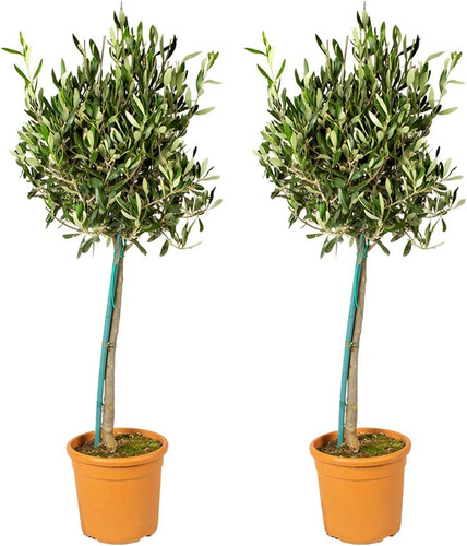 2er set olivenbaum olea - 2er,