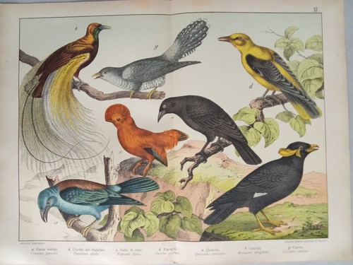 Antike chromolithographie - antike,