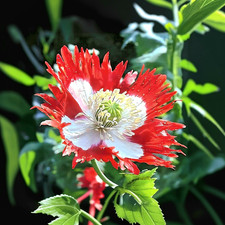 Papaver Somniferum - Danish Flag - Echter Schlafmohn - 5700 seeds / 1,5g