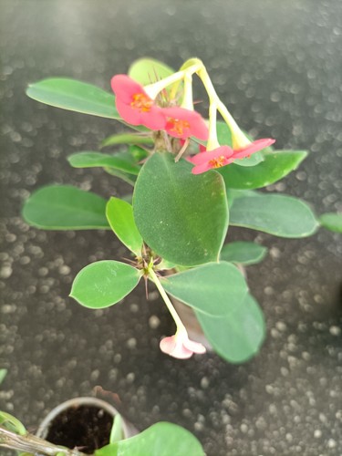 Christusdorn - (euphorbia, milii)