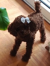 Lebensechter Pudel, handgemacht