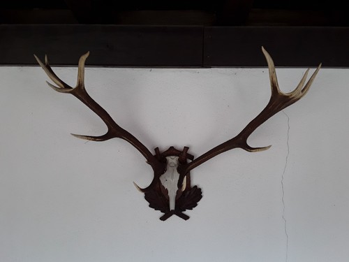 Hirschgeweih/Jagd/Trophäe/Gew