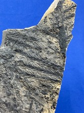 Permian Walchia plant fossil, Artinskium (Autun) Fossilien France Pflanze
