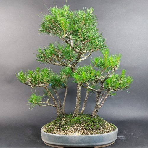 Bonsai schwarzkiefer pinus - bonsai,