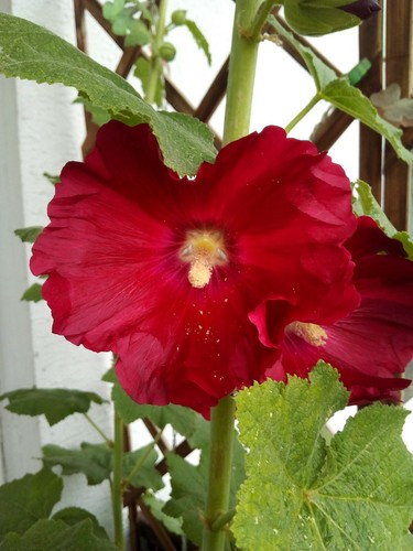 Stockrosen samen blüte - stockrosen,, samen,