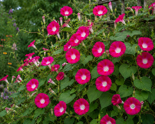 Ipomoea nil scarlett hara - ipomoea, o'hara