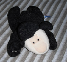 Nici schwarzes Schaf liegend