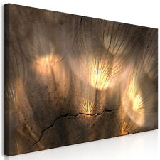 Pusteblume Löwenzahn Blume