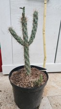 Cylindropuntia imbricata -