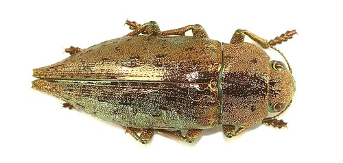 Coleoptera buprestidae - coleoptera,,
