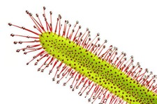 SAMEN exotische Blüten