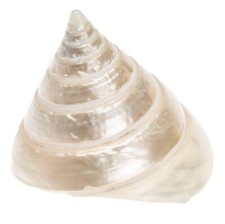 Nadeco trochus pyramis - nadeco,