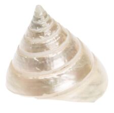 NaDeco Trochus pyramis, Größe ca. 5cm Troca Pearl Riesen-Kreiselschnecke Deko-Sc
