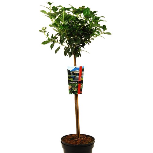 Lorbeer schneeball zwergbaum - schneeball,