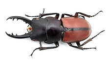 Lucanidae, Prosopocoilus