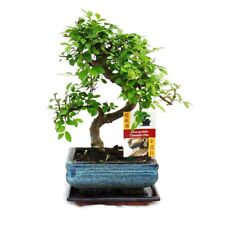 Exotenherz - Bonsai Chinesische Ulme - Ulmus parviflora - ca. 6 Jahre