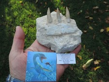 3 Zähne vom Plesiosaurus mit einem Stück Kiefer aus Marokko