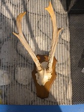 Rehgeweih Rehbock Trophäe auf