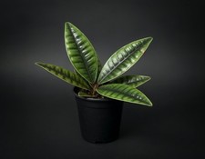 NatureHolic Labisia sp