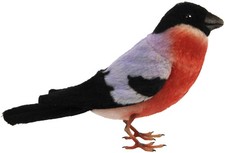 BH8212 HANSA Eurasische Gimpel