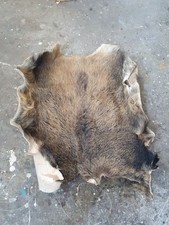 Wildschweinschwarte