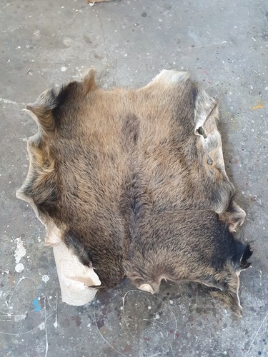 Wildschweinschwarte
