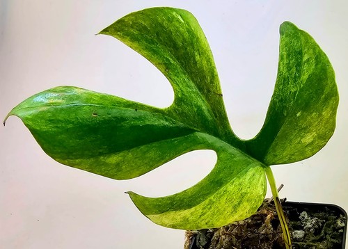 Sehr schöne rhaphidophora - sehr,