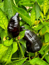 Nocturne Paprika aus Ungarn schwarz lila dunkelrot außergewöhnliche TOLLE SORTE!