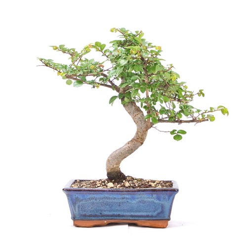 Bonsai chinesische ulme - bonsai,