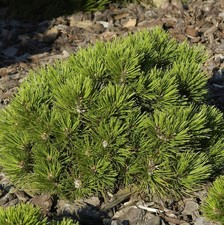 Zwerg Schlangenhaut Kiefer