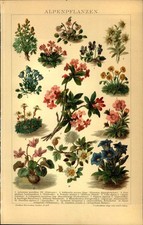 Lithographie - Steindruck -