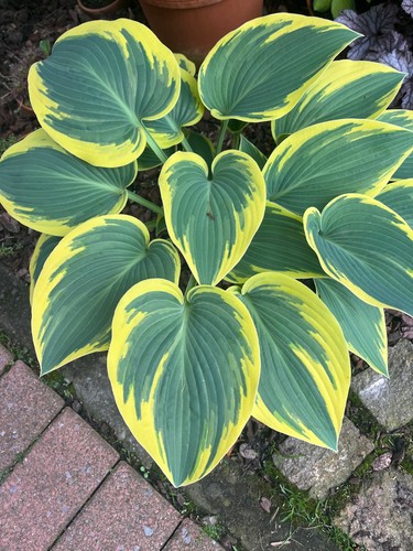 Funkien hosta ableger - funkien,