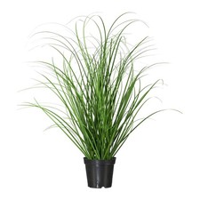 Kunstpflanze Grasbusch, 2er