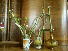 Engelstrompete Stark Bewurzelter Ableger