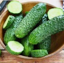 Akkord F1 20 Seeds Cucumber