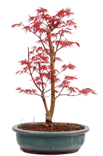 Bonsai acer palmatum - -,