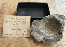 Historic Fossils 1920s