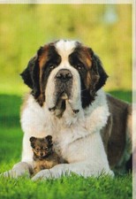 Bernhardiner  &  Spitz Pomeranian  **  Hund * Dog    Postkarte  *   Postcard   