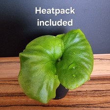 Platycerium ridleyi, Rarität!!! Jungpflanze | Epiphyt | Geweihfarn