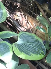 Hosta Paul Vernooij Super Schöne 2farbige Funkien ♻️?♻️?♻️sehr kräftiges Stück