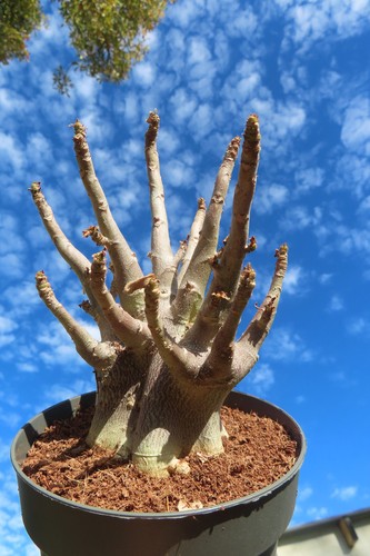 Adenium obesum wüstenrose - obesum,