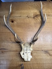 Hirschgeweih-Echt Schädel-Rehgeweih-Jagdtrophäe-Geweih