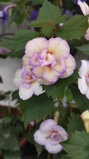 Achimenes "Shy Sun", 2 Rhizome