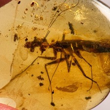 Gottesanbeterin in Burmesisch